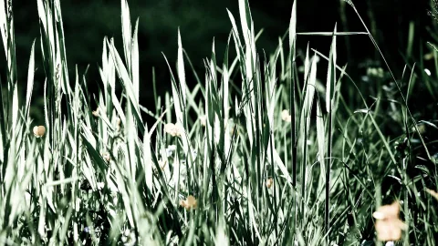 Hohe, grüne Grashalme mit Sonnenlicht auf den Spitzen vor dunklem Hintergrund, dazwischen einzelne helle Blüten.