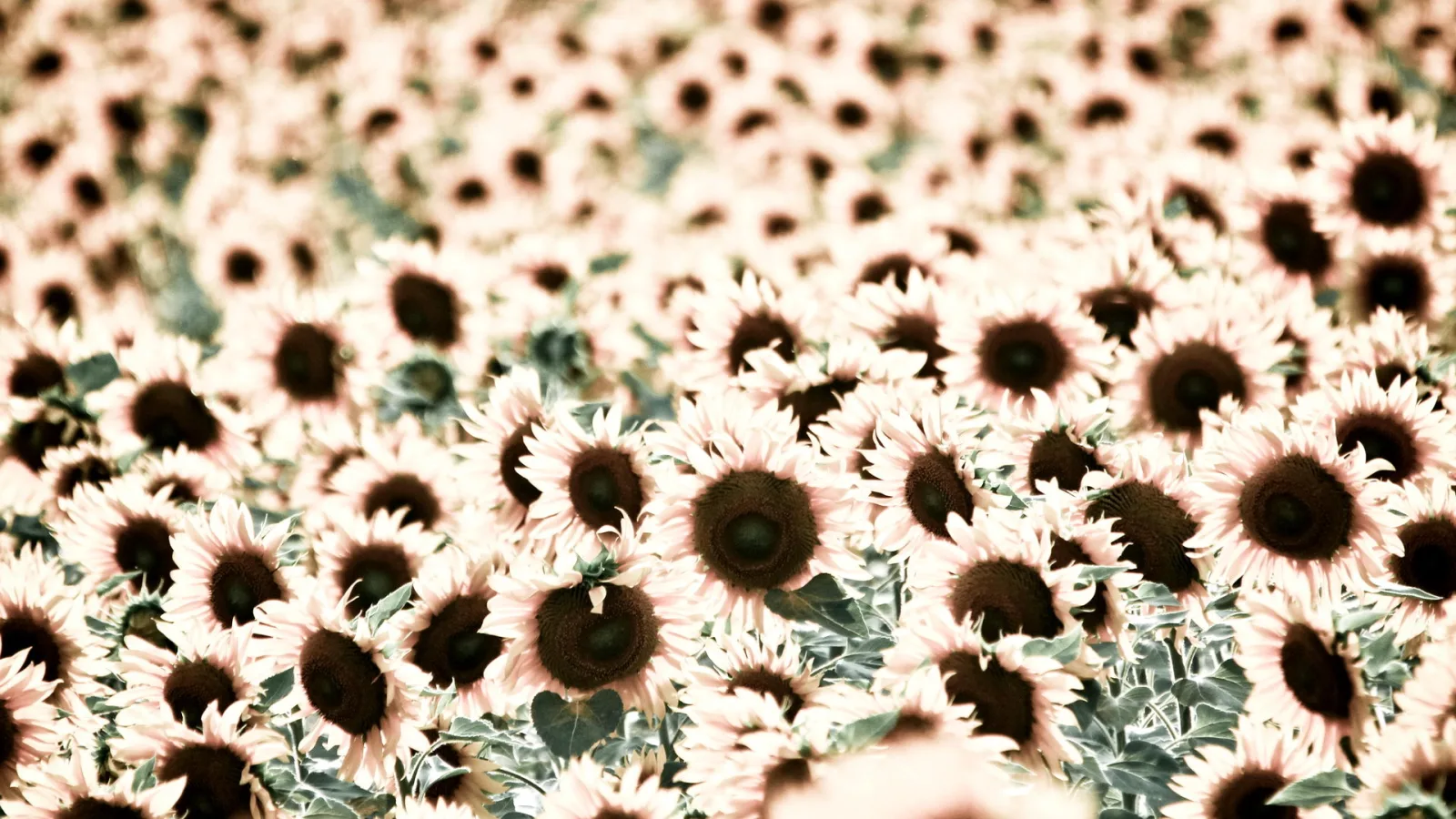 Dichtes Feld aus Sonnenblumen mit dunklen Blütenmitten, zum Rand hin unscharf, in warmen, entsättigten Farben.