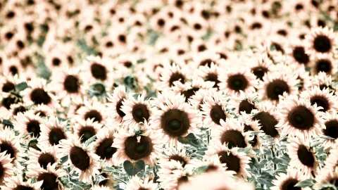 Dichtes Feld aus Sonnenblumen mit dunklen Blütenmitten, zum Rand hin unscharf, in warmen, entsättigten Farben.