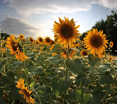 Ein Feld gelber Sonnenblumen unter einem Himmel mit Wolken, im warmen Gegenlicht der tiefstehenden Sonne, rechts im Hintergrund dunkle Bäume.