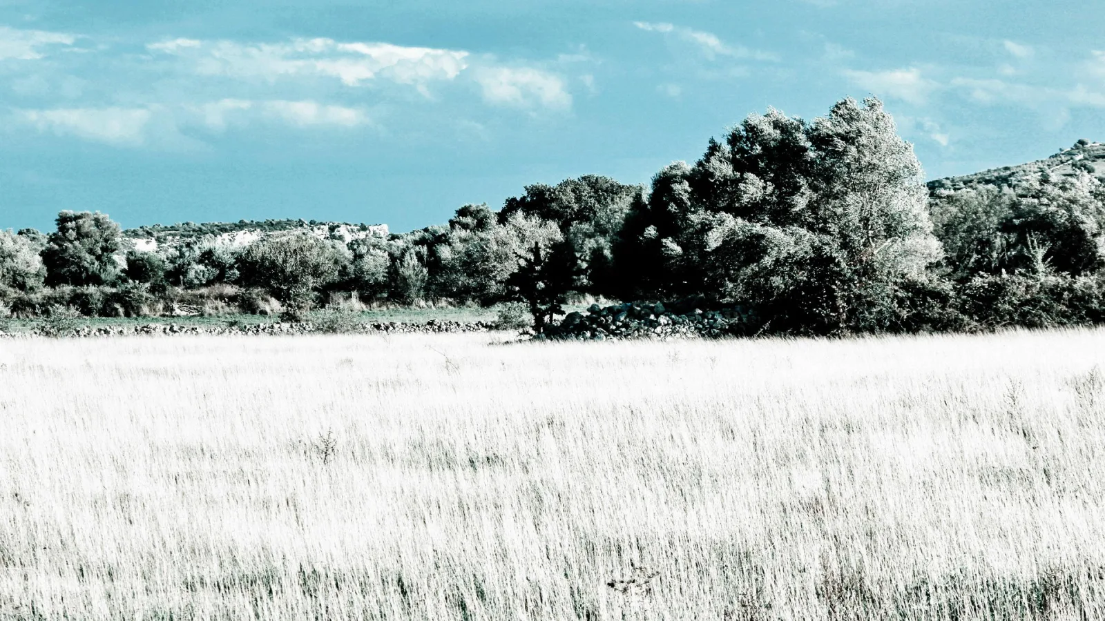 Hohes, hellgraues Gras in der Vordergrund, dahinter eine Reihe dichter Bäume und Büsche unter einem blauen Himmel mit wenigen Wolken, im Hintergrund Hügel.