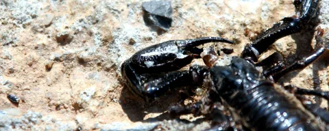 Ein schwarzer Skorpion mit erhobenen Scheren liegt auf einem hellen, steinigen Untergrund in sonnigem Licht.
