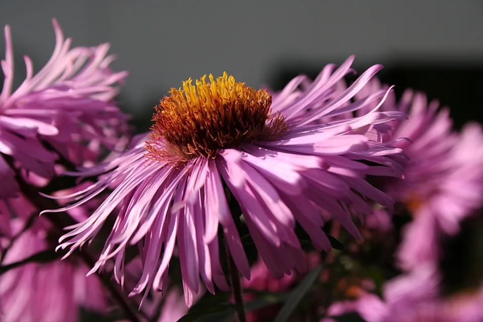Nahaufnahme einer lila Aster mit schmalen, leicht gewellten Blütenblättern und einer gelb-rostroten Blütenmitte, im Hintergrund unscharfe weitere Blüten vor grauem Hintergrund.