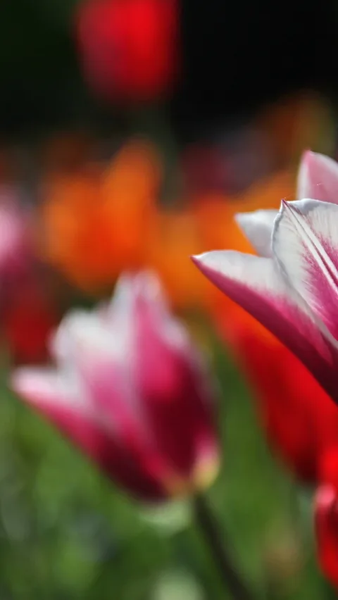 Mehrere Tulpen in Nahaufnahme, vorne eine rosa-weiß gestreifte Tulpe, links unscharf eine weitere, im Hintergrund rote und orangefarbene Blüten vor dunklem Grün.