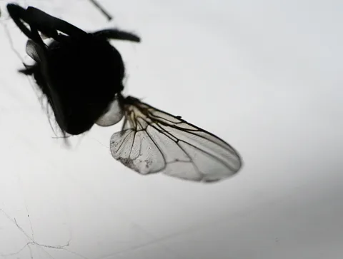 Makroaufnahme einer schwarzen Fliege mit durchsichtigen, geäderten Flügeln vor hellgrauem Hintergrund