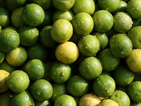 Dicht gehäufte grüne Limetten mit Wassertropfen auf der Schale