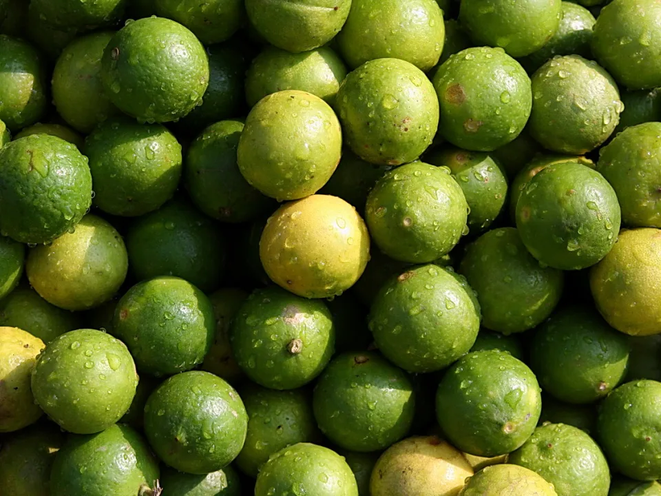 Dicht gehäufte grüne Limetten mit Wassertropfen auf der Schale