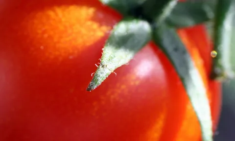 Makroaufnahme einer roten Tomate mit grünem Kelchblatt, das schräg von rechts ins Bild ragt, der Hintergrund ist unscharf.