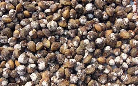 Dicht gehäufte braune und weiß gezeichnete Muscheln, fast die ganze Fläche ausfüllend