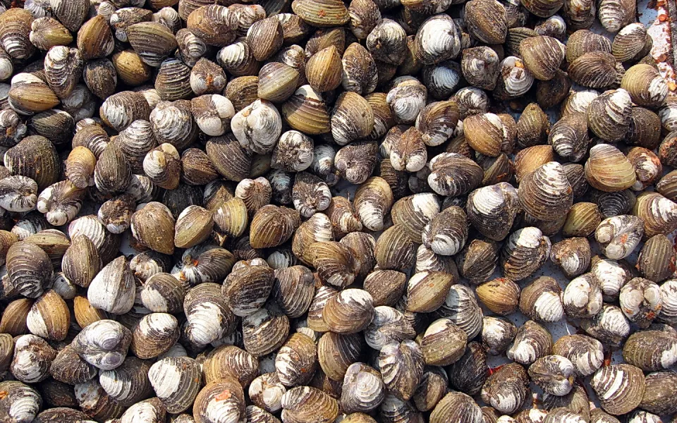 Dicht gehäufte braune und weiß gezeichnete Muscheln, fast die ganze Fläche ausfüllend