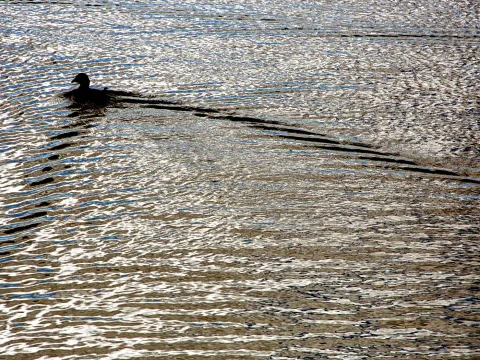 Silhouette einer Ente, die im Gegenlicht über eine silbrig glänzende Wasseroberfläche schwimmt und eine lange Spur hinter sich lässt.