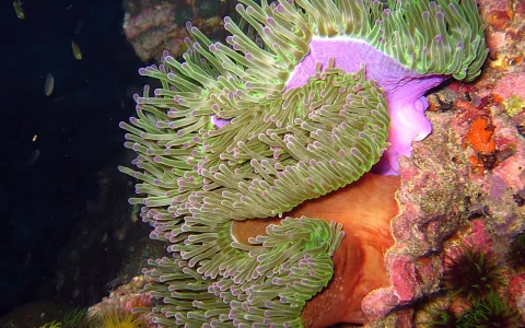 Unterwasseraufnahme einer grünen Seeanemone mit lila Tentakelspitzen vor einem bunten Korallenriff.