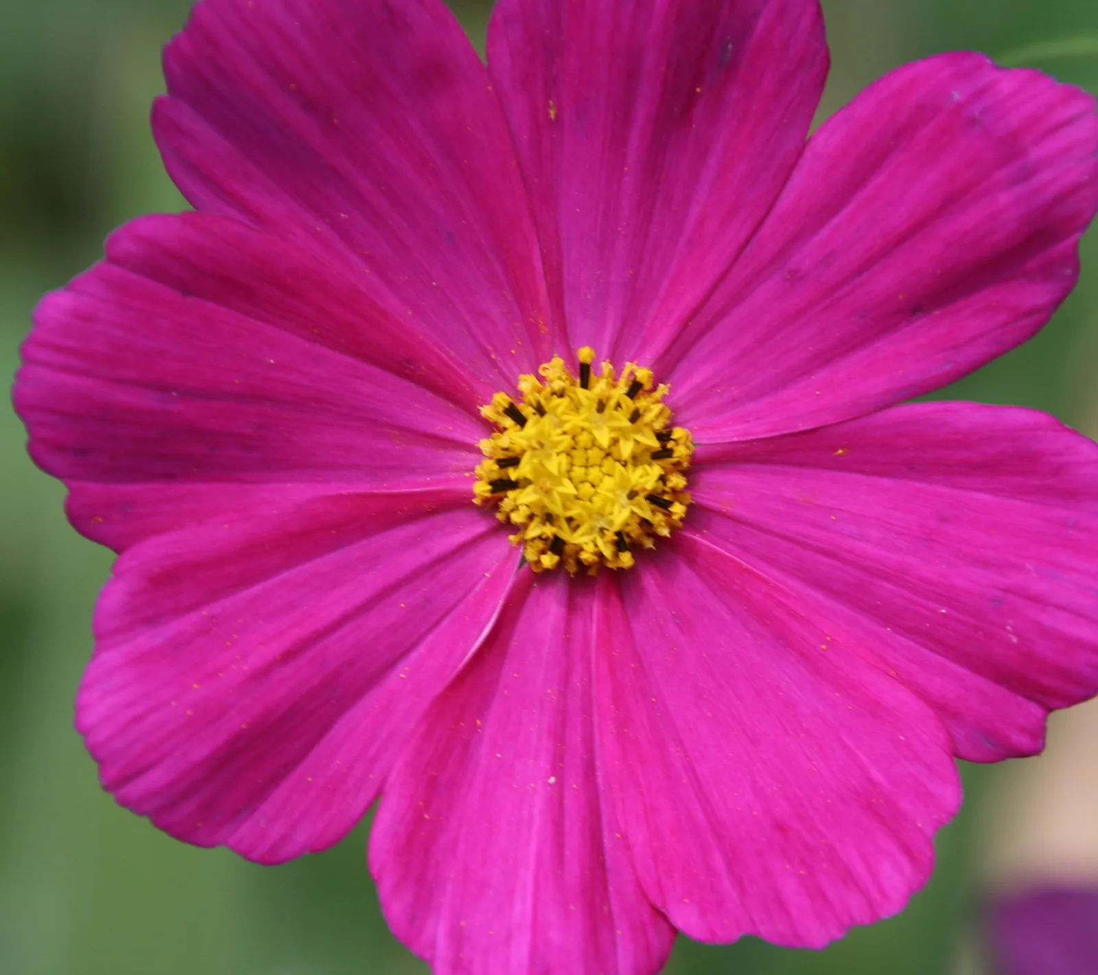 Nahaufnahme einer pinkfarbenen Kosmeenblüte mit acht breiten Blütenblättern und gelbem Stempelkranz in der Mitte, vor unscharfem grünem Hintergrund.