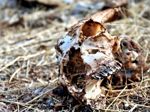 Ein verwitterter Tierschädel mit freiliegenden Zähnen liegt auf trockenem, hellbraunem Gras. Der Hintergrund ist unscharf.