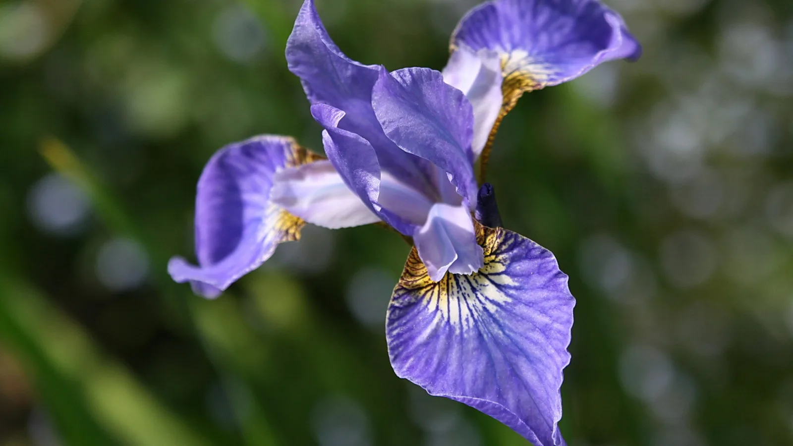 Blau-violette Schwertlilie mit gelber Zeichnung am Schlund, im Vordergrund vor unscharfem grünem Hintergrund.