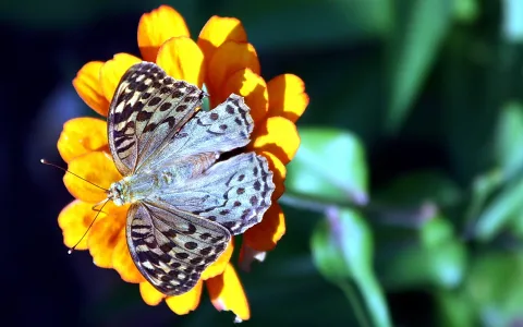 Ein Schmetterling mit gefleckten Flügeln sitzt auf einer orangefarbenen Blüte vor dunklem, unscharfem Grün.