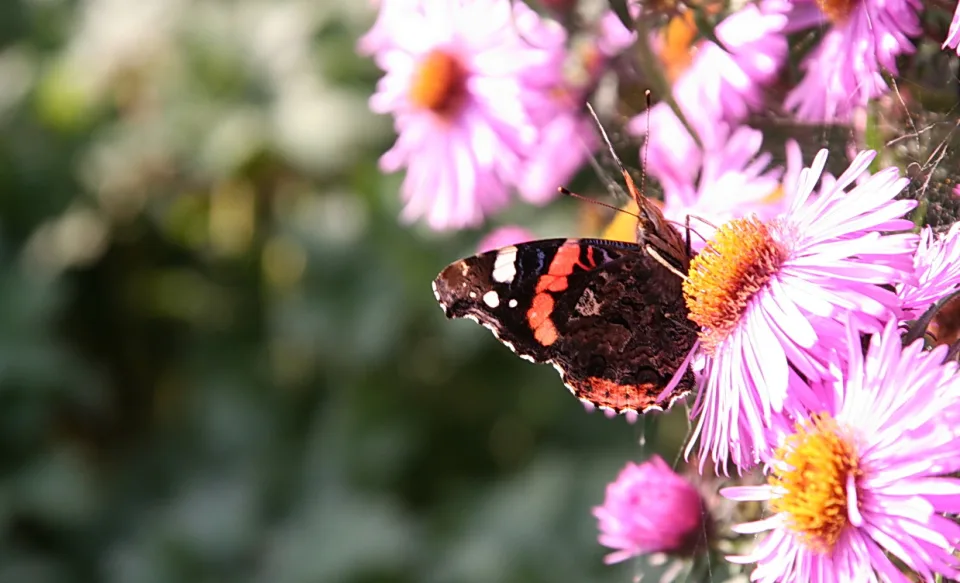 Ein Roter Admiral sitzt auf einer rosa Aster, im Hintergrund unscharfes Grün.