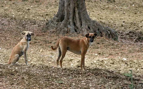 Zwei braune Straßenhunde stehen auf trockenem, erdigem Boden, rechts vor einem großen Baumstamm.