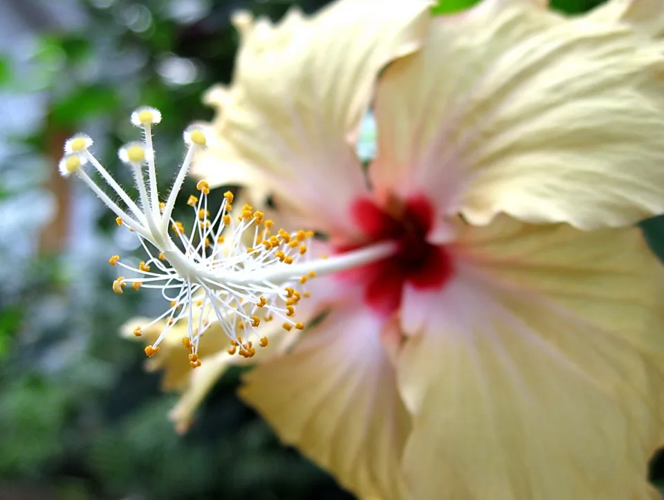 Cremefarbene Hibiskusblüte mit rotem Zentrum und weißem Stempel, an dem gelbe Staubbeutel sitzen, vor unscharfem grünem Hintergrund.