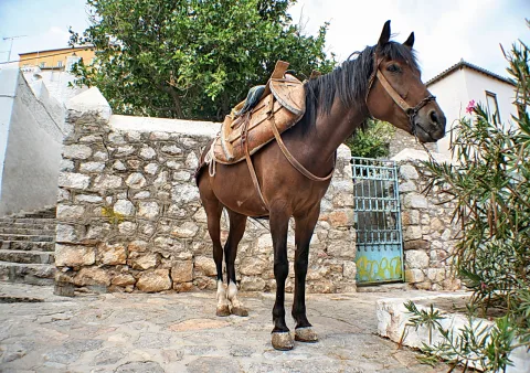 Ein braunes Pferd mit Sattel und Zaumzeug steht auf einem gepflasterten Platz vor einer Steinmauer, dahinter ein blaues Gittertor und weiß getünchte Häuser.