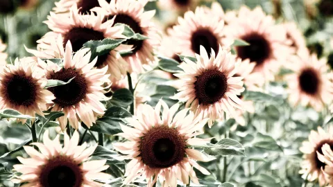 Mehrere Sonnenblumen mit hellrosa Blütenblättern und dunklen Blütenmitten vor unscharfem, grünem Hintergrund