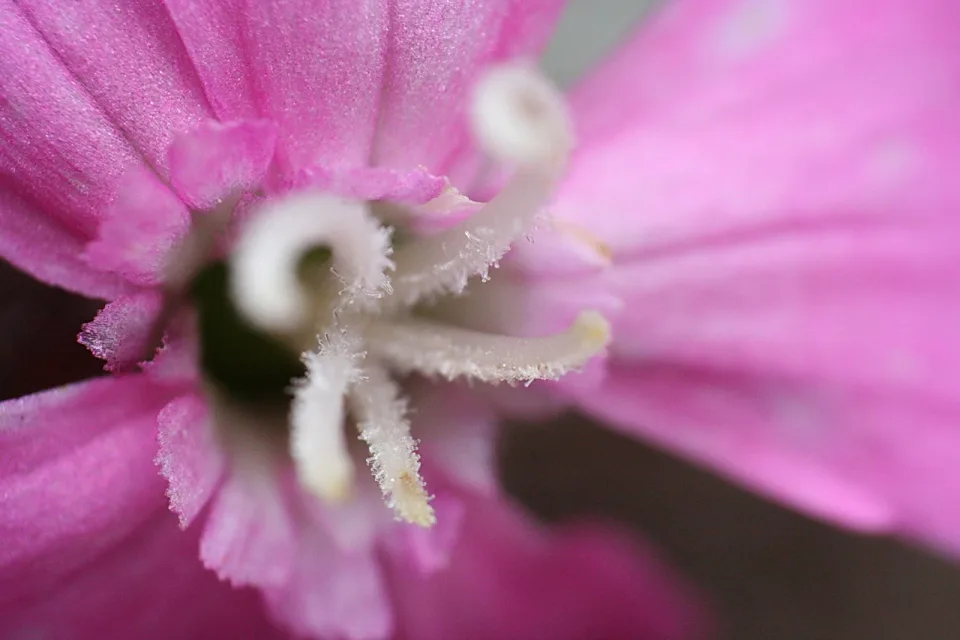 Makroaufnahme einer pinken Blüte mit weißen, fein behaarten Staubfäden um einen dunklen Fruchtknoten