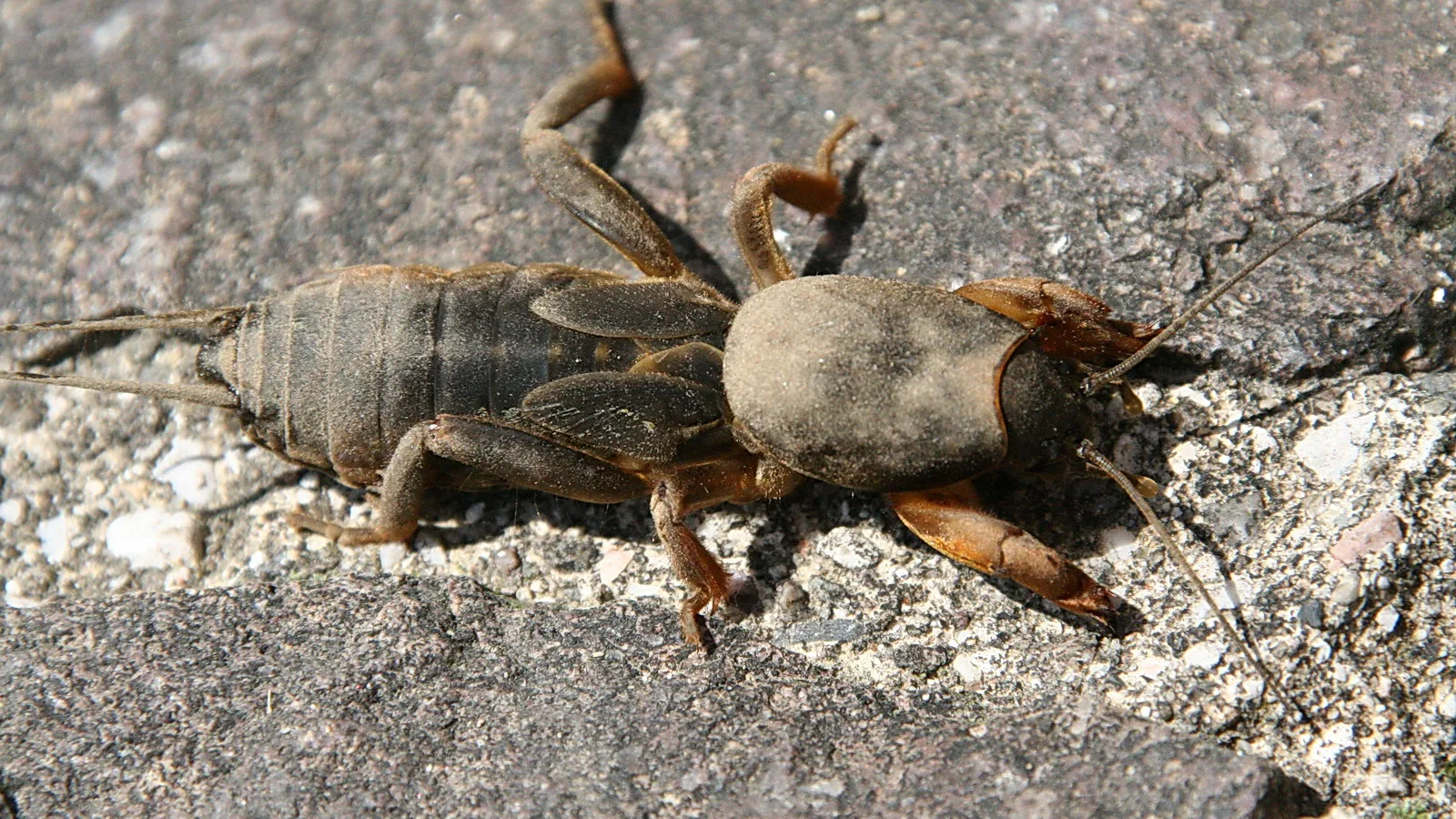Maulwurfsgrille von oben auf grauem Steinboden, Vorderbeine und lange Fühler sichtbar