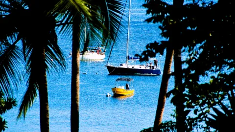 Zwei Segelboote und ein gelbes Motorboot liegen auf blauem Meer, eingerahmt von Palmenstämmen und dunklem Laub.