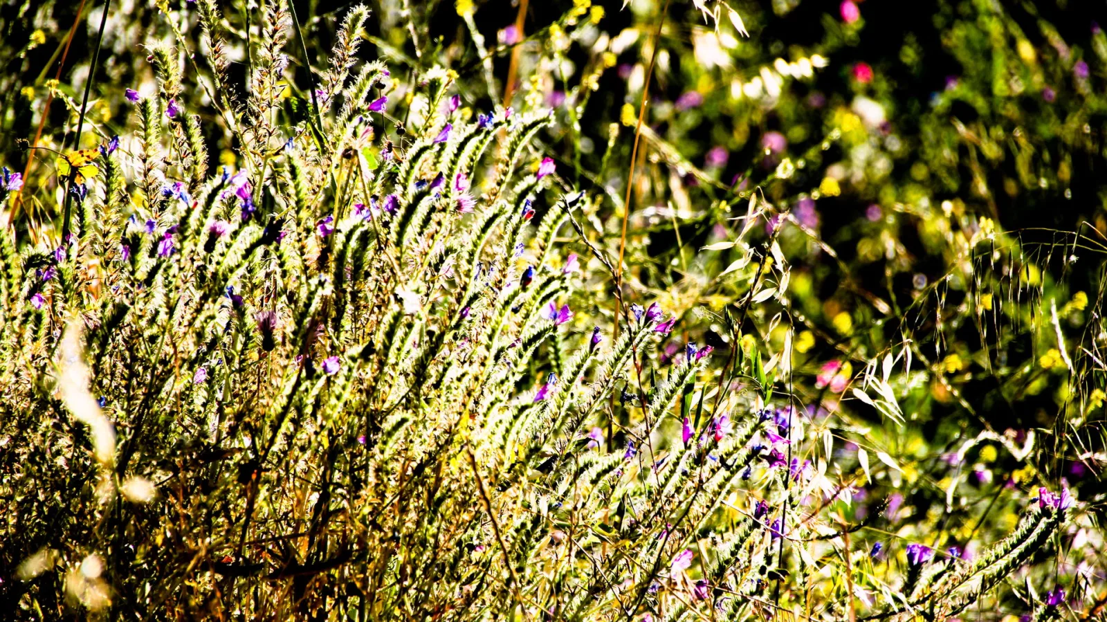 Dichter Bewuchs aus Wildgräsern und violett blühenden Wildpflanzen, von tiefstehender Sonne von hinten beleuchtet, im Vordergrund unscharf.