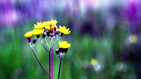 Mehrere gelbe Korbblüten mit dunklen Knospen an schlanken violetten Stängeln, im Hintergrund unscharfe grüne und violette Flächen.