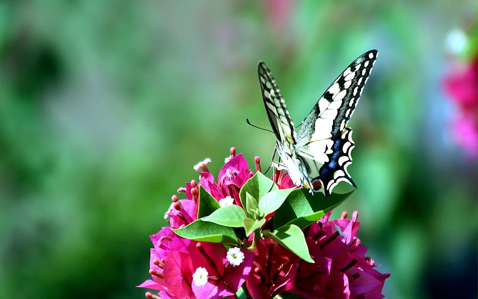 Ein Schwalbenschwanz mit schwarz-gelb-blau gezeichneten Flügeln sitzt auf einer Bougainvillea mit pinken Blüten und grünen Blättern vor unscharfem grünem Hintergrund.