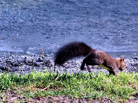 Ein braunes Eichhörnchen mit buschigem Schwanz läuft seitlich nach rechts über einen grünen Rasen, im Hintergrund liegt Schotter und eine graublaue Wasserfläche.