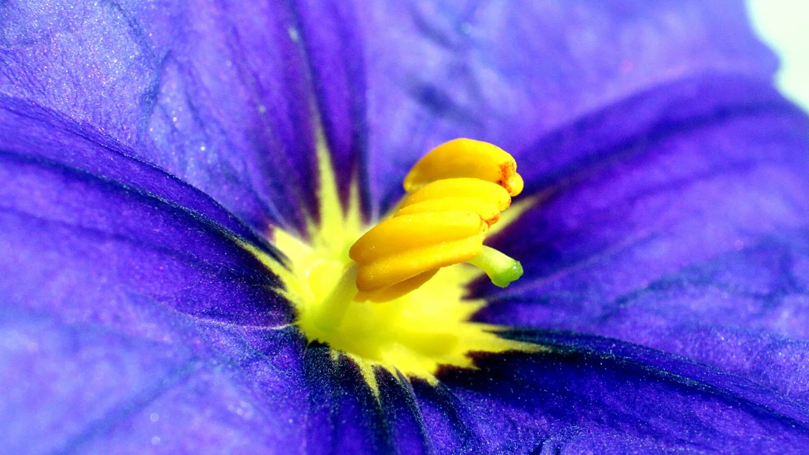 Nahaufnahme einer lila Blüte mit gelbem Stempel und Staubbeuteln in der Mitte