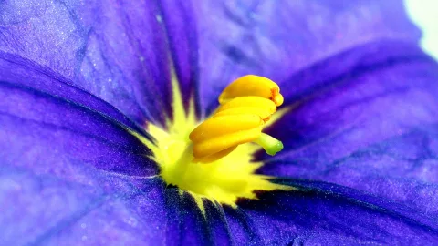 Nahaufnahme einer lila Blüte mit gelbem Stempel und Staubbeuteln in der Mitte