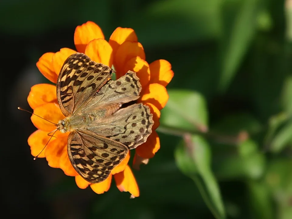 Ein brauner, dunkel gemusterter Falter sitzt mit ausgebreiteten Flügeln auf einer orangefarbenen Blüte vor einem unscharfen grünen Hintergrund.