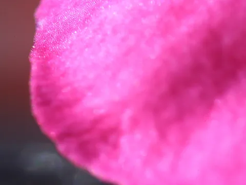 Nahaufnahme eines pinken Blütenblatts mit feiner Oberflächenstruktur und unscharfem dunklem Hintergrund links und unten.