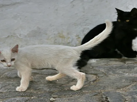 Ein helles Katzenjunges läuft nach links über Kopfsteinpflaster, im Hintergrund sitzt eine schwarze Katze vor einer weiß getünchten Wand.