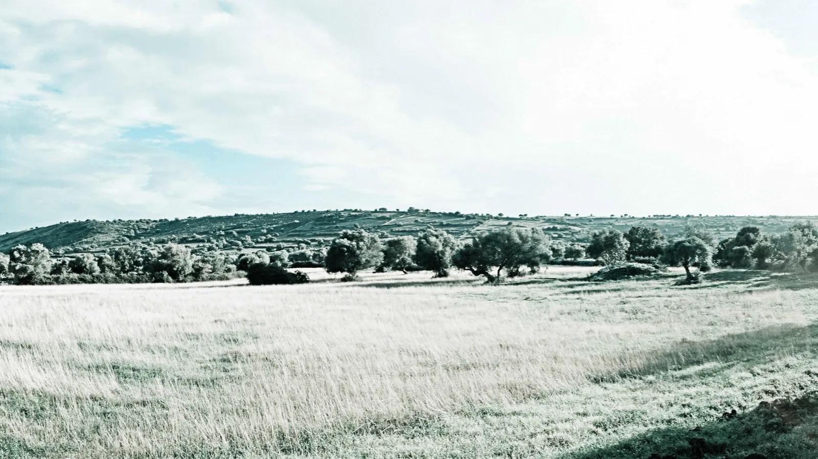 Weite Wiese mit trockenem Gras im Vordergrund, dahinter eine Reihe Olivenbäume und sanft ansteigende grüne Hügel unter einem hellen, bewölkten Himmel.