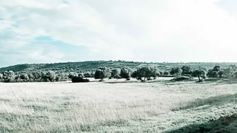 Weite Wiese mit trockenem Gras im Vordergrund, dahinter eine Reihe Olivenbäume und sanft ansteigende grüne Hügel unter einem hellen, bewölkten Himmel.
