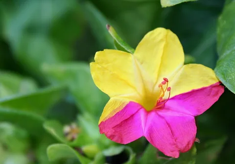 Nahaufnahme einer Blüte mit gelben oberen Blütenblättern und pinkfarbenen unteren Blütenblättern, im Vordergrund sind die roten Staubfäden zu sehen, dahinter unscharfes grünes Laub.