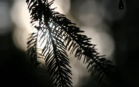 Schwarzweiß-Foto eines Nadelbaumzweigs, dessen Nadeln vor einem hellen, unscharfen Lichtfleck im Gegenlicht als dunkle Silhouette erscheinen. Rechts oben hängt ein einzelner Wassertropfen.