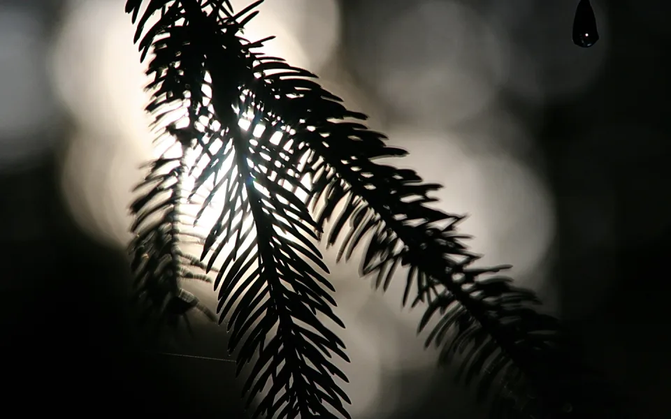 Schwarzweiß-Foto eines Nadelbaumzweigs, dessen Nadeln vor einem hellen, unscharfen Lichtfleck im Gegenlicht als dunkle Silhouette erscheinen. Rechts oben hängt ein einzelner Wassertropfen.