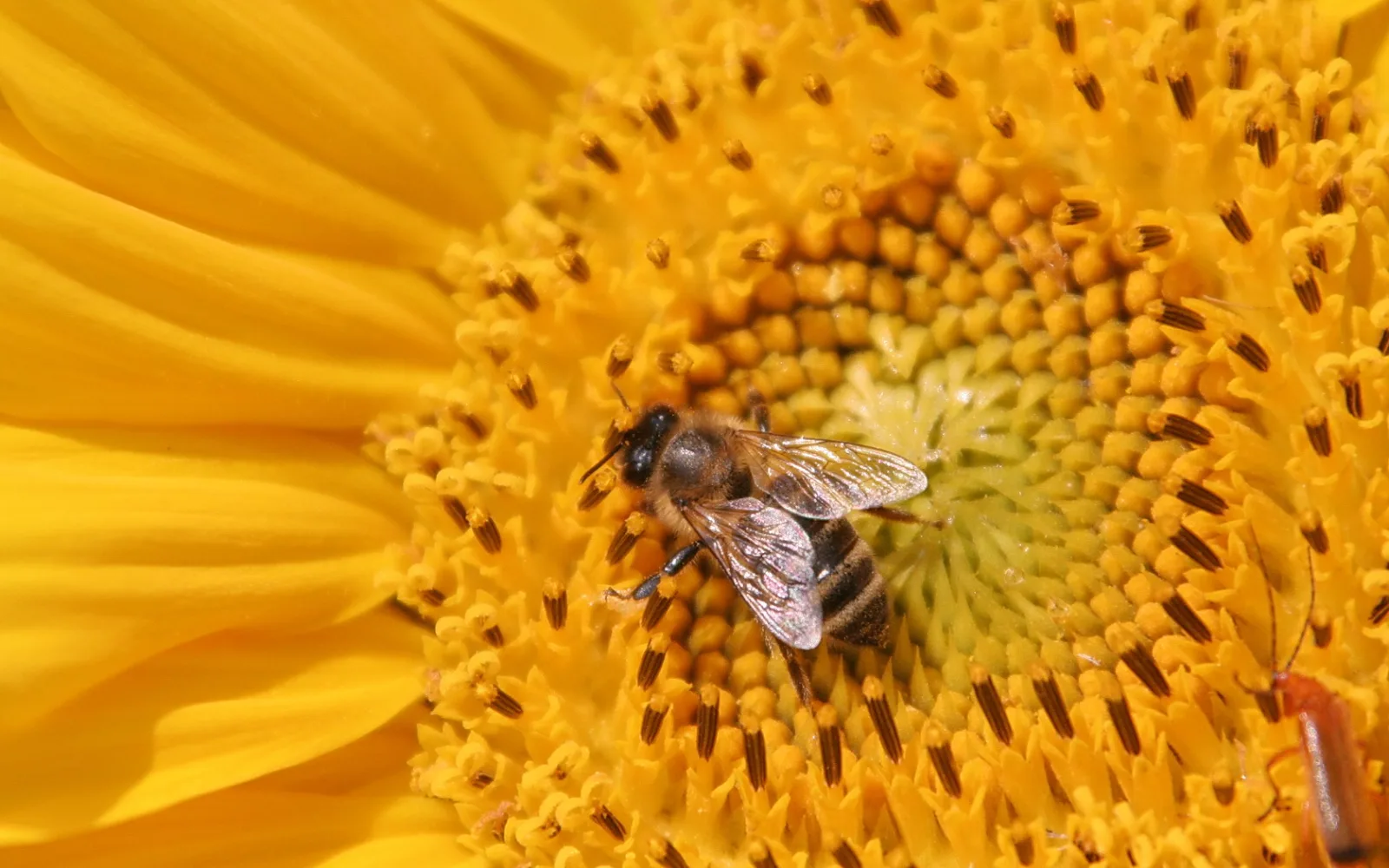 Eine Honigbiene sitzt auf dem Blütenstand einer gelben Sonnenblume und sammelt Pollen zwischen den gelben Staubgefäßen.