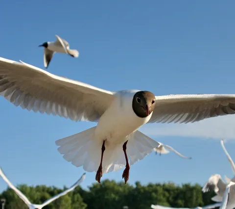 Eine Lachmöwe mit weißem Gefieder und braunem Kopf fliegt frontal auf die Kamera zu, die Flügel weit ausgebreitet. Im Hintergrund fliegen weitere Möwen vor einem klaren blauen Himmel und einer Baumreihe.