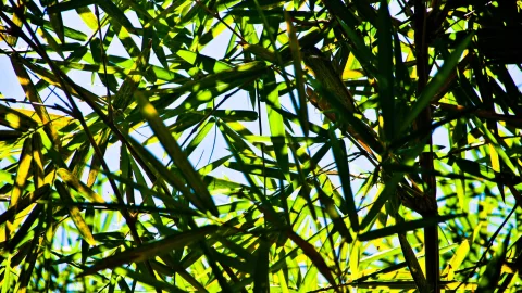 Grüne Bambusblätter und Halme vor blauem Himmel, von der Sonne durchleuchtet