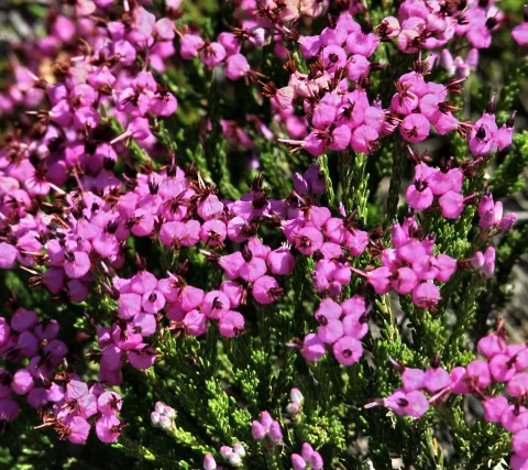 Dichte Büschel rosa Heidekrautblüten vor grünen, nadelartigen Zweigen.