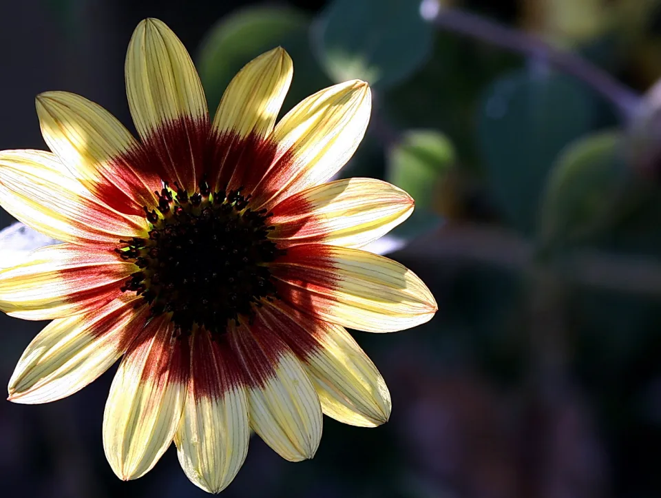 Nahaufnahme einer gelb-cremefarbenen Blüte mit rotbraunem Farbverlauf zur dunklen Mitte, im Gegenlicht vor dunkel-grünem, unscharfem Hintergrund.