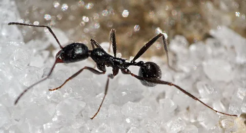 Schwarze Ameise mit langen Beinen und Fühlern auf weißen, kristallinen Körnern vor unscharfem, glitzerndem Hintergrund.