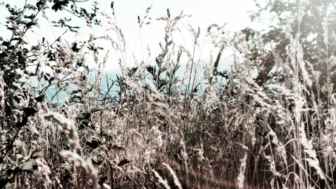 Hohes, verblühtes Gras mit feinen Rispen vor hellem Himmel, links Laub von Sträuchern, im Hintergrund blaugraue Landschaft und Bäume.