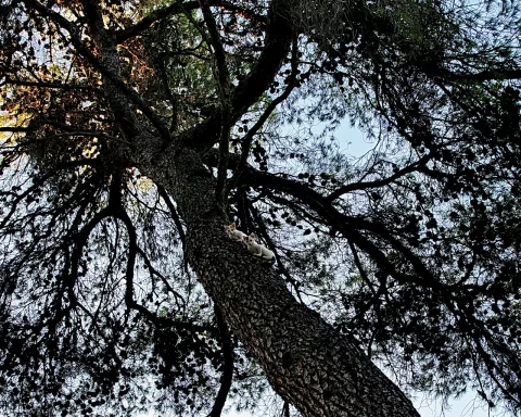 Blick von unten in eine Kiefer, auf dem Stamm sitzen zwei helle Kätzchen nebeneinander.